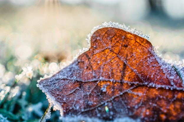 Close-up of frozen leaf on ground