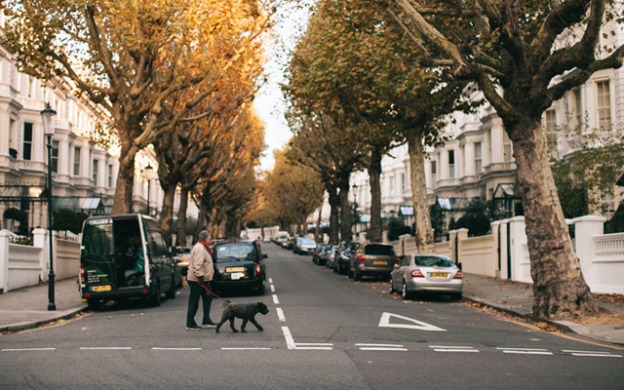 Dog walker walking across street