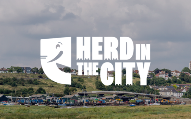 Herd in The City